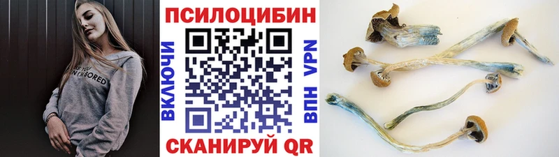 Купить закладки  Алейск  Псилоцибиновые грибы Psilocybe